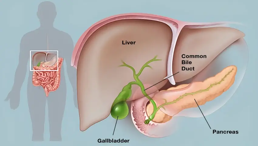 Common Gallbladder Problems and Their Symptoms
